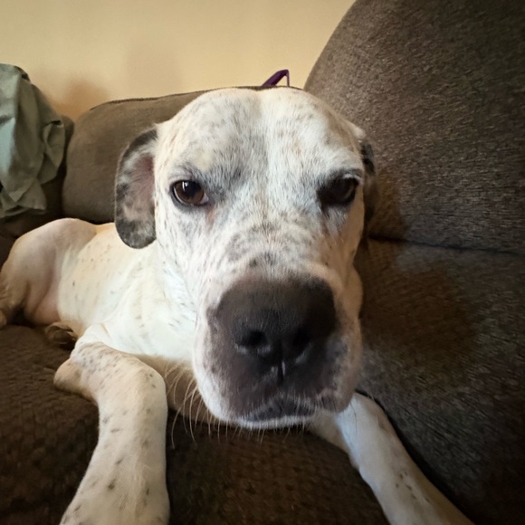 Meet your Posher, Serenity - Picture 3 of 8